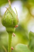 bladluizen Aan een roos knop in natuur. dichtbij omhoog. verticaal visie foto