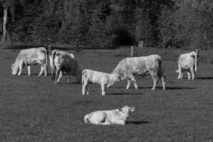 Westfalen in Duitsland foto