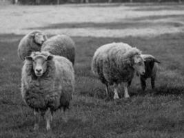 de natuur in Westfalen foto