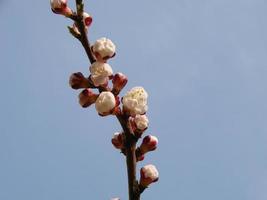 voorjaar bloesem achtergrond. mooi natuur tafereel met bloeiend boom en zon gloed. zonnig dag. voorjaar bloemen. foto