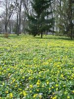 glade met bloeiend boterbloem ficaria verna . voorjaar foto