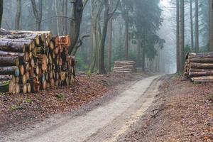 gesneden hout in de Woud van de nederland, speldenbos, veluwe. foto