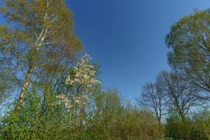 bomen in Westfalen foto