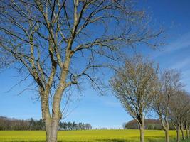 voorjaar tijd in de Duitse baumberge foto