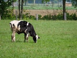 wandelen in Westfalen in de buurt duelmannen foto