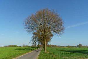 bomen in Westfalen foto