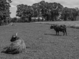 koeien in het duitse münsterland foto