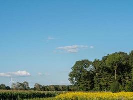 bomen in Westfalen foto