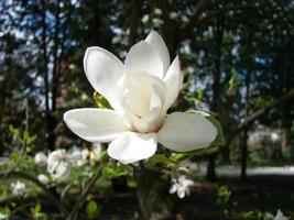 wit magnolia bloem tegen de lucht detailopname foto