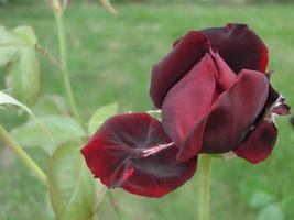 knop, bloem van een rood rassen roos Aan de achtergrond van groen gras in de tuin, lente, zomer, vakantie foto