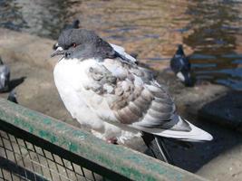 duif Aan een grond of bestrating in een stad. duif staan. duif of duif. foto