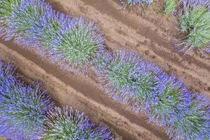 verbazingwekkend antenne visie van een dar naar een bloeiend lavendel bosjes.top visie. foto