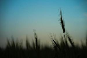 beeld van gerst likdoorns groeit in een veld- foto