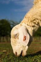 schapen op de boerderij foto