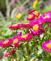 aster bloem in tuin foto