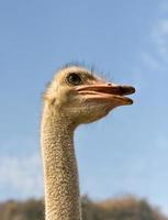 portret van struisvogel foto