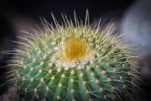 dichtbij omhoog klein cactus foto