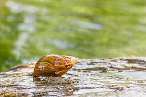 slak op de steen in de tuin foto