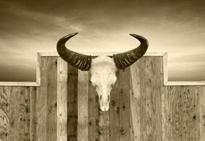 schedel koe aan de muur gehangen foto