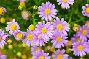 mooie madeliefjebloemen op groene weide foto