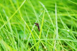 mug Aan groen gras blad dichtbij omhoog foto