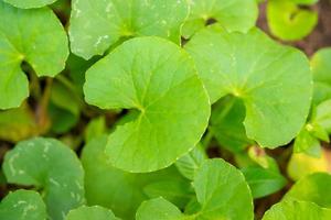 kruidengeneeskunde bladeren van centella asiatica bekend als gotu kola foto