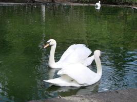 paring spellen van een paar- van wit zwanen. zwanen zwemmen Aan de water in natuur. Latijns naam Cygnus kleur. foto