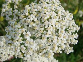 medisch kruid, Achillea millefolium, duizendblad of bloedneus fabriek foto