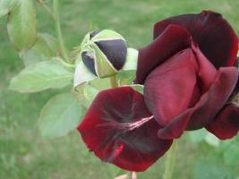 knop, bloem van een rood rassen roos Aan de achtergrond van groen gras in de tuin, lente, zomer, vakantie foto