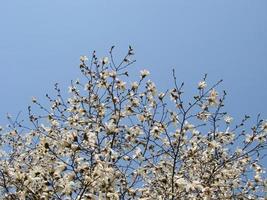 wit magnolia bloem bloeien Aan achtergrond van wazig foto