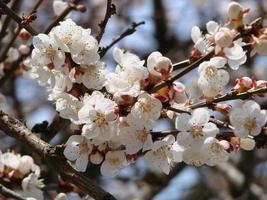 voorjaar bloesem achtergrond. mooi natuur tafereel met bloeiend boom en zon gloed. zonnig dag. voorjaar bloemen. foto