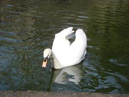 wit zwaan in de mistig meer Bij de ochtendgloren. ochtend- lichten. romantisch achtergrond. mooi zwaan. cygnus. foto