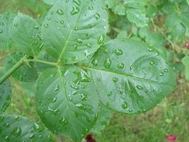 water druppels Aan rood groen roos blad foto