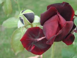 knop, bloem van een rood rassen roos Aan de achtergrond van groen gras in de tuin, lente, zomer, vakantie foto