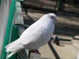 wit duif - keizerlijk duif - dukula, een symbool van vrede foto
