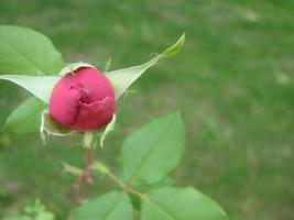 knop, bloem van een rood rassen roos Aan de achtergrond van groen gras in de tuin, lente, zomer, vakantie foto