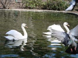 paring spellen van een paar- van wit zwanen. zwanen zwemmen Aan de water in natuur. Latijns naam Cygnus kleur. foto