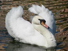 wit zwaan. de trots vogel vertegenwoordigt liefde relaties tussen mensen en romance foto