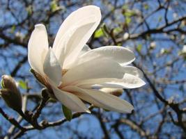 wit magnolia bloem tegen de lucht detailopname foto