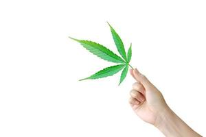 een hand- is Holding een hennep blad Aan een wit achtergrond. marihuana bladeren. medisch marihuana. foto
