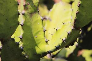 de netelig cactus. foto