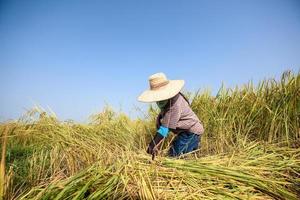 boer oogst van de rijst- veld- in oogst seizoen. Thais boeren foto