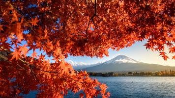 kleurrijk herfst seizoen en berg fuji met ochtend- mist en rood bladeren Bij meer kawaguchiko foto