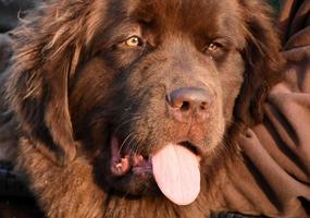 zoet kijken in de gezicht van een bruin Newfoundland hond foto