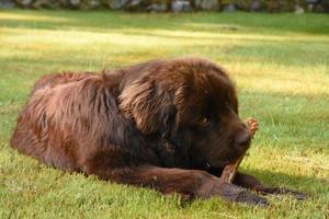 zoet chocola bruin Newfoundland hond kauwen Aan een stok foto