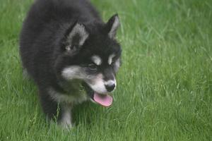 zwart, wit, en grijs Siberisch puppy foto