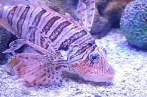 mooi veelkleurig koraalduivel zwemmen in de omgeving van in een aquarium foto