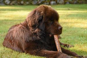 Newfoundland hond kauwen Aan een stok in de zomer foto