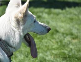 kant visie van een wit Duitse herder hond foto