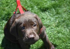 aanbiddelijk chocola labrador puppy in een rood harnas foto